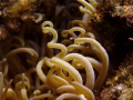   curly anemone  